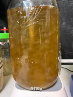 Hericium coralloides Appalachian Wild Specimen Liquid Culture LC Syringe lion s mane and combs tooth cousin AKA coral tooth fungus