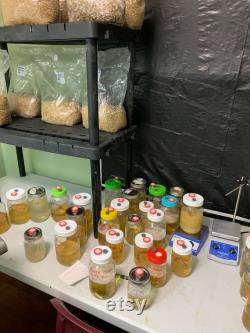 Hericium coralloides Appalachian Wild Specimen Liquid Culture LC Syringe lion s mane and combs tooth cousin AKA coral tooth fungus