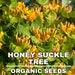 Honeysuckle Tree Organic Seeds,5 Count Honeysuckle Seeds,home Gardening, High Germination, For Garden And Pot,non-gmo Heirloom-lonicera Tree