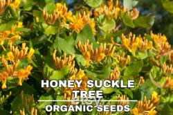 Honeysuckle Tree Organic Seeds,5 Count Honeysuckle Seeds,Home Gardening, High Germination, for Garden and Pot,Non-GMO Heirloom-Lonicera Tree