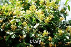 Honeysuckle Tree Organic Seeds,5 Count Honeysuckle Seeds,Home Gardening, High Germination, for Garden and Pot,Non-GMO Heirloom-Lonicera Tree