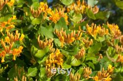 Honeysuckle Tree Organic Seeds,5 Count Honeysuckle Seeds,Home Gardening, High Germination, for Garden and Pot,Non-GMO Heirloom-Lonicera Tree