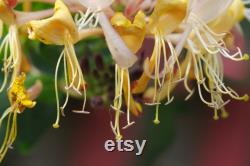 Honeysuckle Tree Organic Seeds,5 Count Honeysuckle Seeds,Home Gardening, High Germination, for Garden and Pot,Non-GMO Heirloom-Lonicera Tree