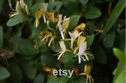 Honeysuckle Tree Organic Seeds,5 Count Honeysuckle Seeds,Home Gardening, High Germination, for Garden and Pot,Non-GMO Heirloom-Lonicera Tree