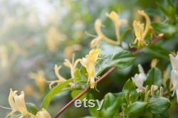 Honeysuckle Tree Organic Seeds,5 Count Honeysuckle Seeds,Home Gardening, High Germination, for Garden and Pot,Non-GMO Heirloom-Lonicera Tree