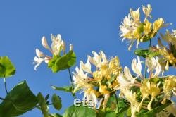Honeysuckle Tree Organic Seeds,5 Count Honeysuckle Seeds,Home Gardening, High Germination, for Garden and Pot,Non-GMO Heirloom-Lonicera Tree