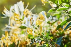 Honeysuckle Tree Organic Seeds,5 Count Honeysuckle Seeds,Home Gardening, High Germination, for Garden and Pot,Non-GMO Heirloom-Lonicera Tree