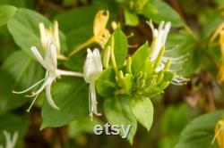 Honeysuckle Tree Organic Seeds,5 Count Honeysuckle Seeds,Home Gardening, High Germination, for Garden and Pot,Non-GMO Heirloom-Lonicera Tree