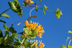 Honeysuckle Tree Organic Seeds,5 Count Honeysuckle Seeds,Home Gardening, High Germination, for Garden and Pot,Non-GMO Heirloom-Lonicera Tree