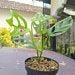 House Plant 5 Pcs Plant Monatera Acuminata Size Medium Free Phitosanitary Certificate
