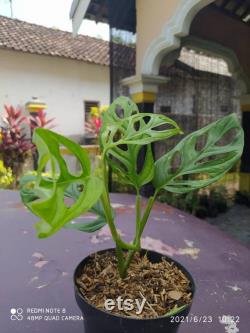 House Plant 5 Pcs Plant Monatera Acuminata size medium Free Phitosanitary Certificate