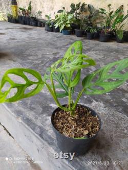 House Plant 5 Pcs Plant Monatera Acuminata size medium Free Phitosanitary Certificate