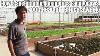 How A Sustainable Aquaponics Farm Grows 7000 Heads Of Lettuce A Week