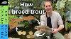 How I Breed Trout In My Backyard Aquaponics Producing Thousands Of Fingerlings