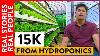 How This 21 Year Old Started Hydroponics Farming With Only 1k Capital Real Stories Real People Og