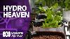 How To Create A Hydroponic Heaven Wow To Gardening Australia