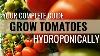 How To Easily Grow Tomatoes In Hydroponics