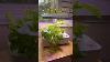 How To Grow An Indoor Garden Chaotically Shorts Houseplants Hydroponics Gardening Plantcare