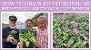 How To Grow Erythroniums With Specialist Grower Jane Tonkin Of Tonkins Bulbs U0026 Perennials