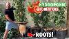 How To Grow Kratky Hydroponic Tomatoes
