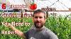 How To Improve Your Tomato Growing With These 6 Steps Hydroponic Greenhouse Tomato Growing