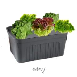 Hydroponic Farming Starter Kit