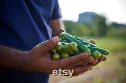 Hydroponic Garden Guide on how you can do it yourself.