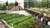 Hydroponic Greenhouse From Hobby To Business