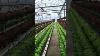Hydroponic Greenhouse Smart Efficient Profitable Hydroponics Greenhouseeffect Greenhouse