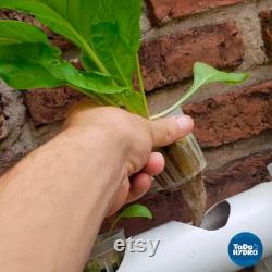 Hydroponic Kit N1 NFT System, Nutrients and pH regulators included