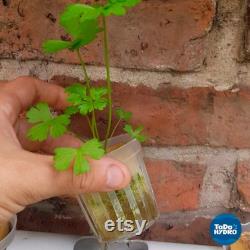 Hydroponic Kit N1 NFT System, Nutrients and pH regulators included