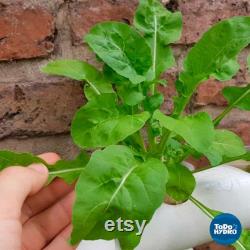 Hydroponic Kit N1 NFT System, Nutrients and pH regulators included