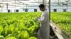 Hydroponic Lettuce Greenhouse Factory Automated