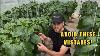 Hydroponic Peppers Farming At Home Greenhouse