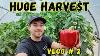 Hydroponic Peppers Greenhouse Harvest Day Vlog 2