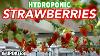 Hydroponic Strawberries Hooch Adapter 3d Print Design Prototype U0026 Updates