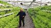 Hydroponic Vegetable Farming In India Complete Information About Hydroponic System