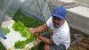 Hydroponics Lettuce Farming I Don T Plant At The Ground Level L Tunnel Greenhouse