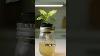 Hydroponics Made Easy Top 3 No Tool Systems