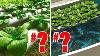Hydroponics Vs Aquaponics Here S Which Ones Really Better