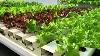 Hydroponics What Is Nft Movable Table System