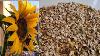 I Made Habinaro Sunflower Seeds