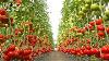 Incredible Greenhouse Tomato Growing Process Modern Agriculture Techniques Amazing Machine