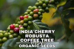 India Cherry Robusta Coffee Tree Seeds, 10 Count Organic Coffee Tree Seeds, Heirloom Vegetable, Open Pollinated Non-GMO