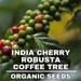 India Cherry Robusta Coffee Tree Seeds, 10 Count Organic Coffee Tree Seeds, Heirloom Vegetable, Open Pollinated Non-gmo