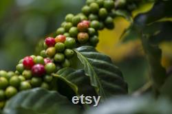 India Cherry Robusta Coffee Tree Seeds, 10 Count Organic Coffee Tree Seeds, Heirloom Vegetable, Open Pollinated Non-GMO