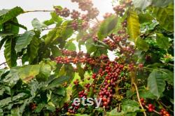 India Cherry Robusta Coffee Tree Seeds, 10 Count Organic Coffee Tree Seeds, Heirloom Vegetable, Open Pollinated Non-GMO