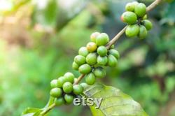 India Cherry Robusta Coffee Tree Seeds, 10 Count Organic Coffee Tree Seeds, Heirloom Vegetable, Open Pollinated Non-GMO