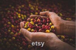 India Cherry Robusta Coffee Tree Seeds, 10 Count Organic Coffee Tree Seeds, Heirloom Vegetable, Open Pollinated Non-GMO