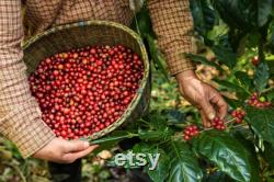 India Cherry Robusta Coffee Tree Seeds, 10 Count Organic Coffee Tree Seeds, Heirloom Vegetable, Open Pollinated Non-GMO